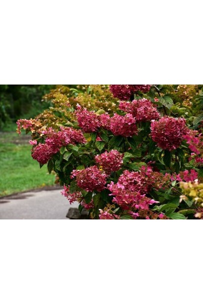 Гортензія волотиста Даймонд Руж